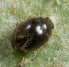 Stethorus punctum