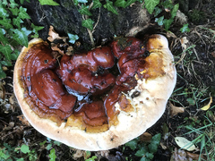 Ganoderma