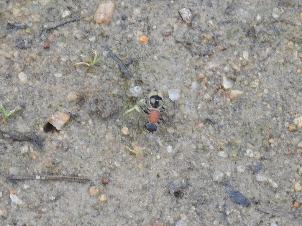 Eotrogaspidia