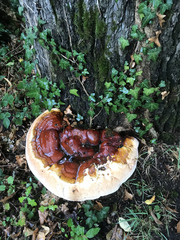 Ganoderma