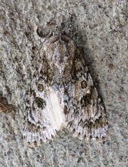 Acronicta rubricoma