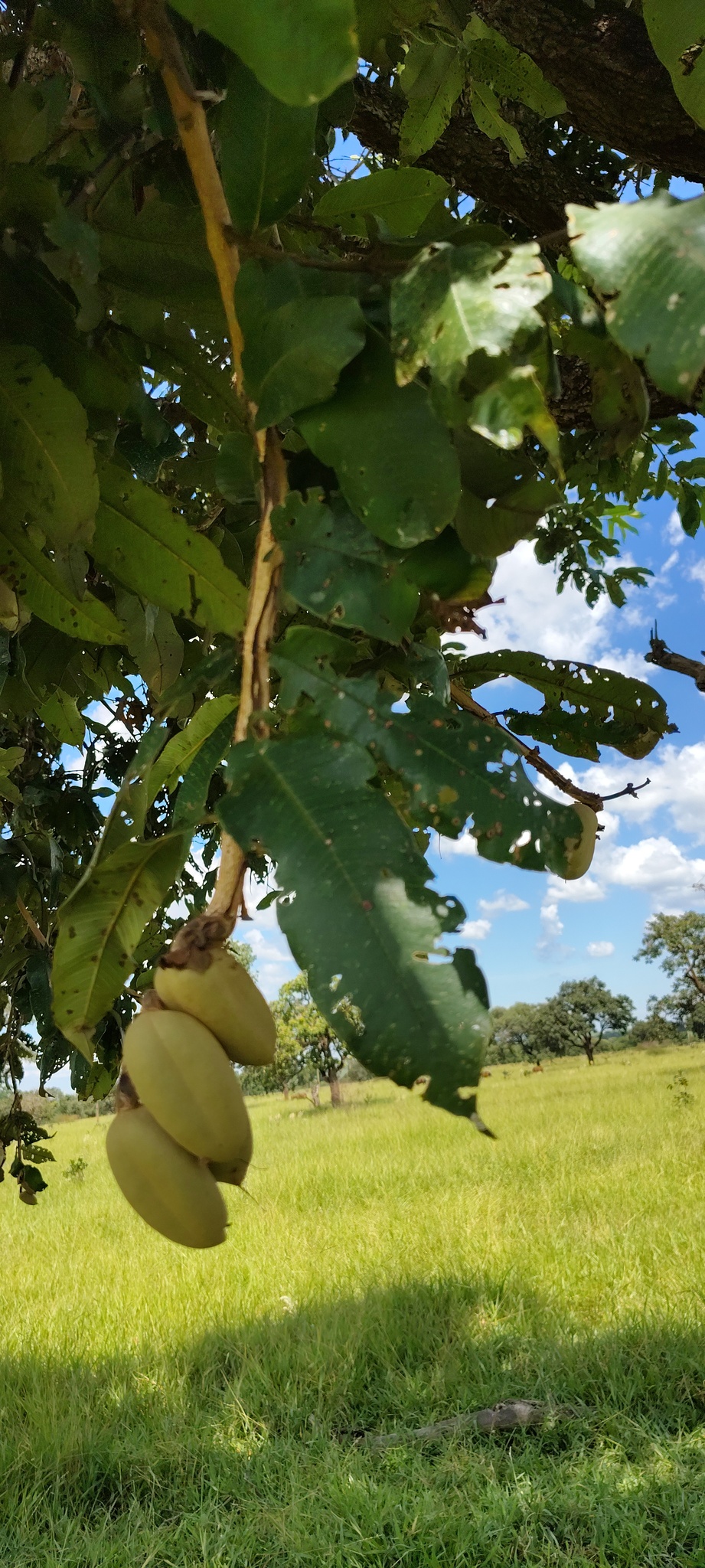 Qualea grandiflora