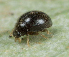 Stethorus punctum