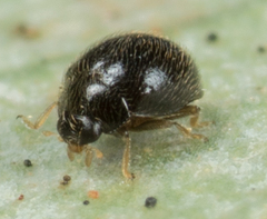 Stethorus punctum