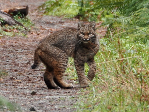 Bobcat photographed in Washington
