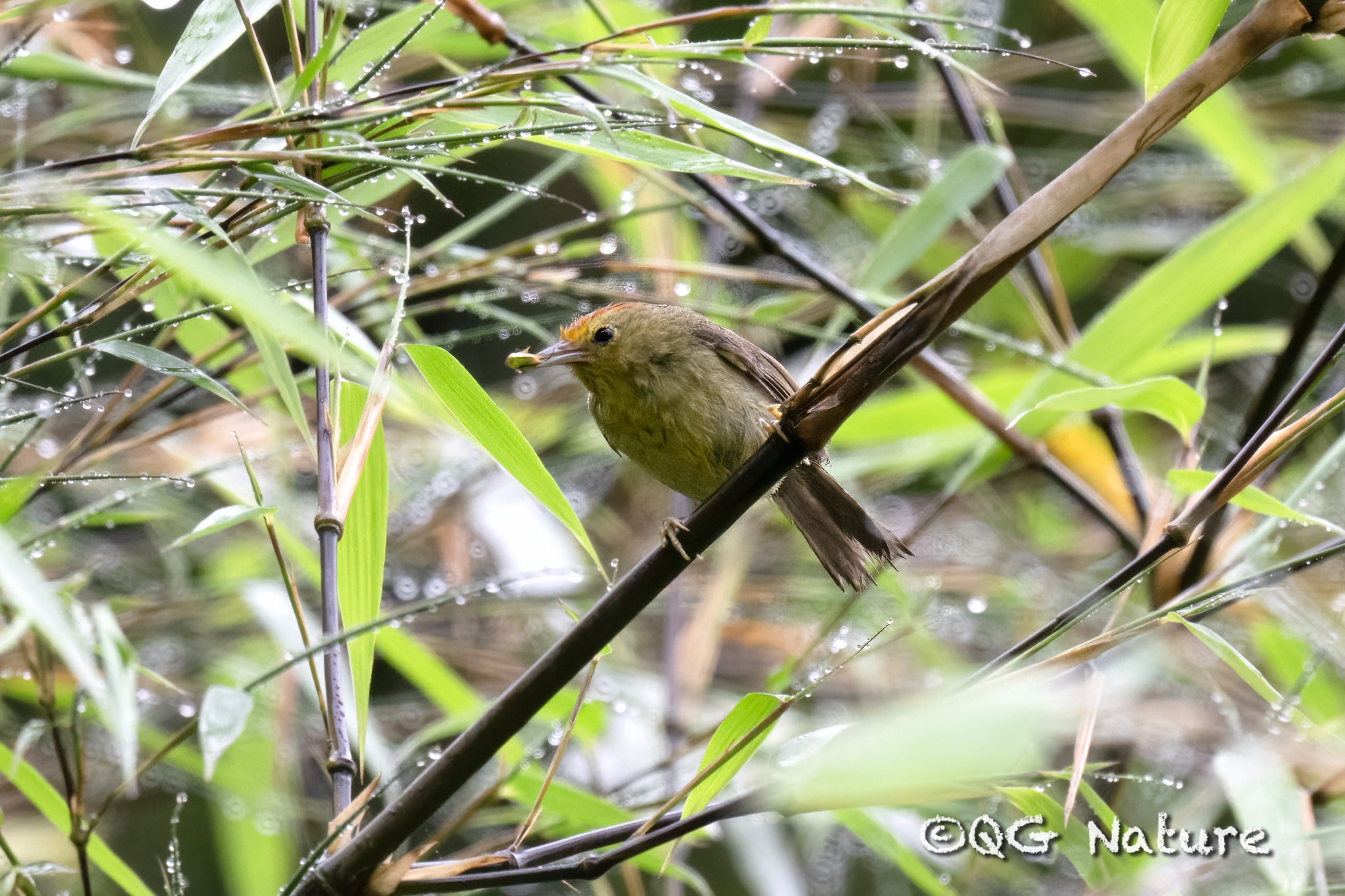 Rufous-capped Babbler