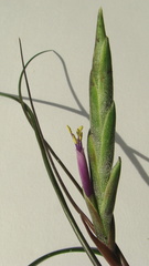 Tillandsia bulbosa