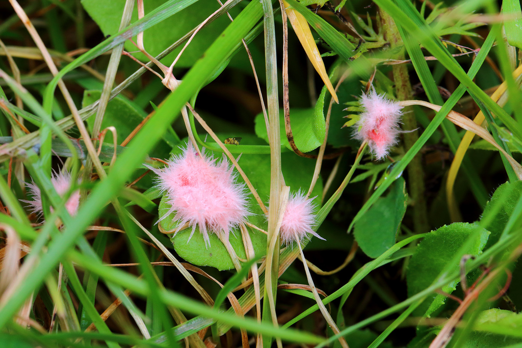 Red Thread on a plant