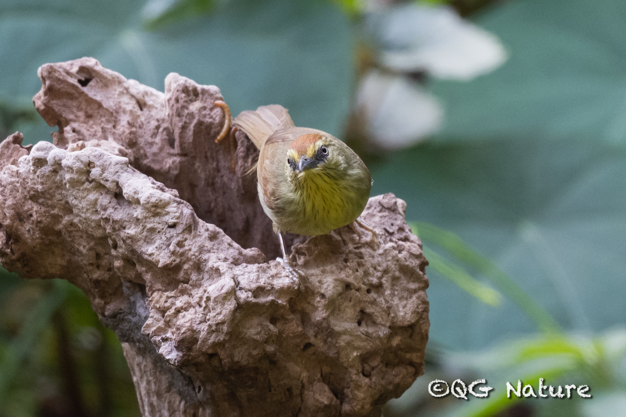 Pin-striped Tit-Babbler