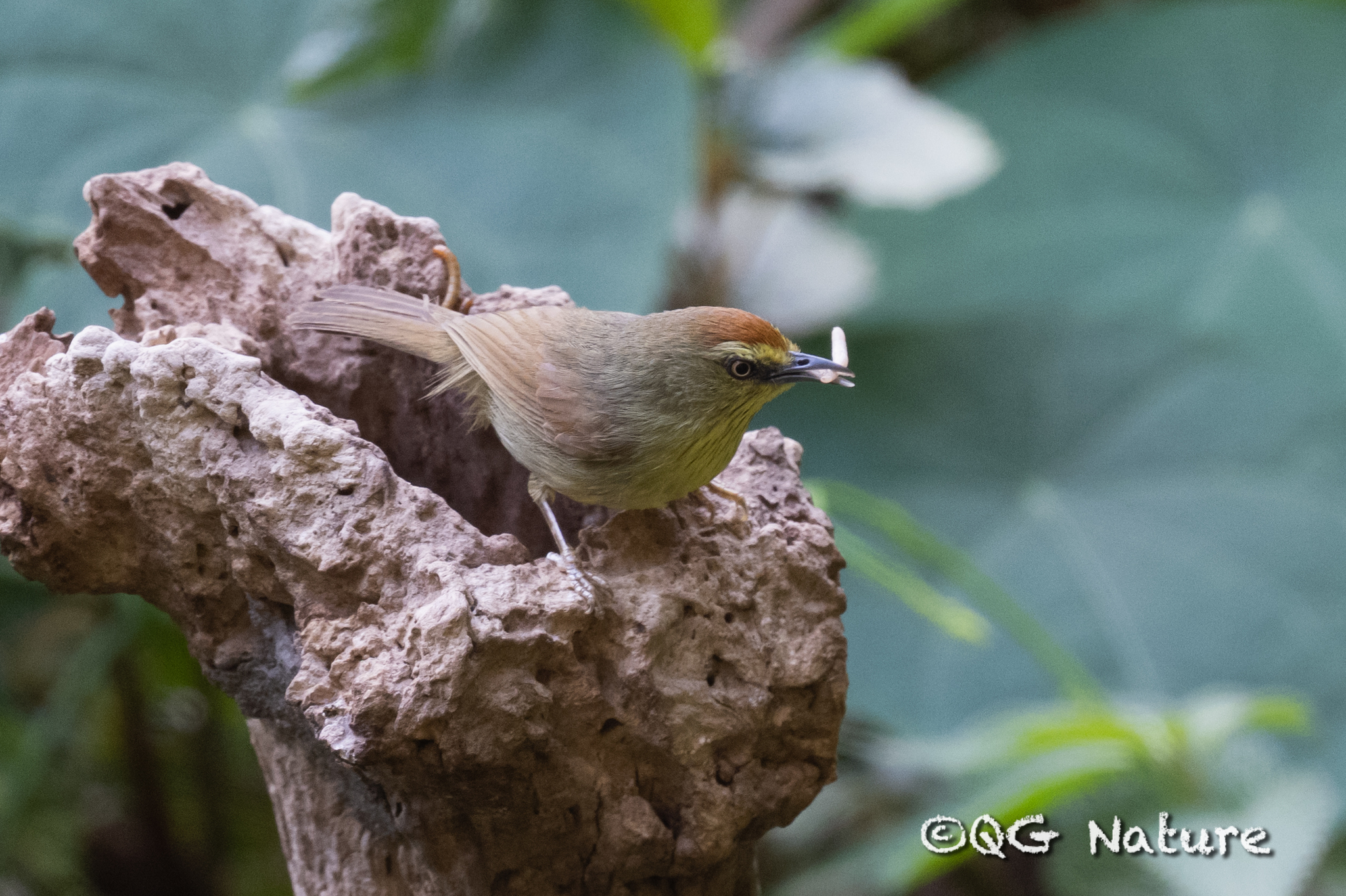 Pin-striped Tit-Babbler