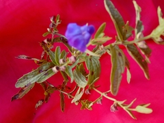 Scutellaria scordifolia