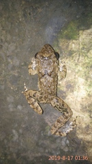 Limnonectes microdiscus