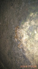 Limnonectes microdiscus