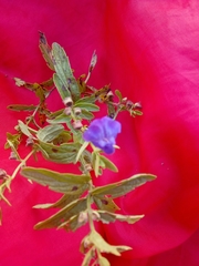 Scutellaria scordifolia