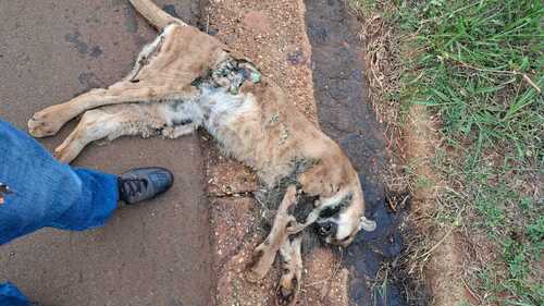 South American Mountain Lion