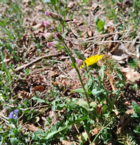 Silene dioica