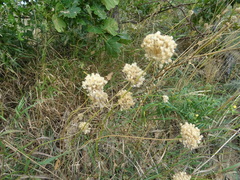 Allium lineare