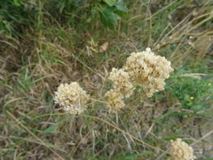 Allium lineare
