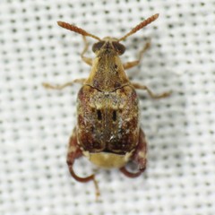 Penthobruchus germaini