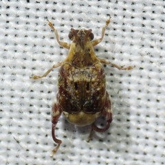 Penthobruchus germaini