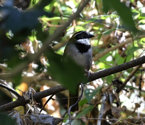 Collared Towhee (Pipilo ocai), photo 6