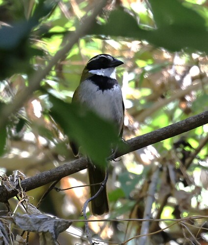 Collared Towhee (Pipilo ocai), photo 7