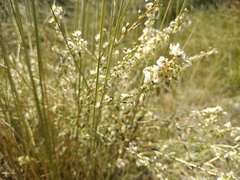 Atraphaxis frutescens