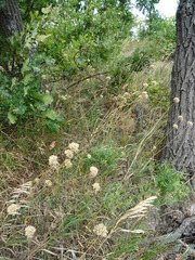 Allium lineare