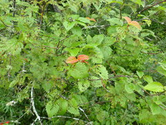 Viburnum recognitum image