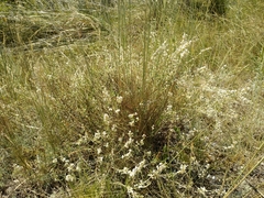 Atraphaxis frutescens