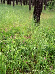 Vicia cassubica