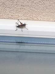 Pachytrachis gracilis