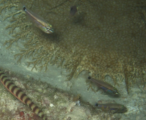Eyespot cardinalfish (Ostorhinchus ocellicaudus) — Apogonidae — 4