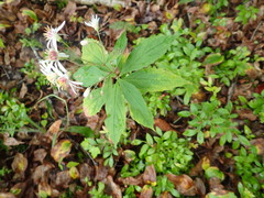 Oclemena acuminata image