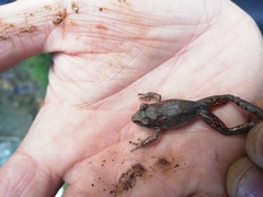 Pristimantis actites