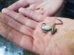 Pristimantis actites