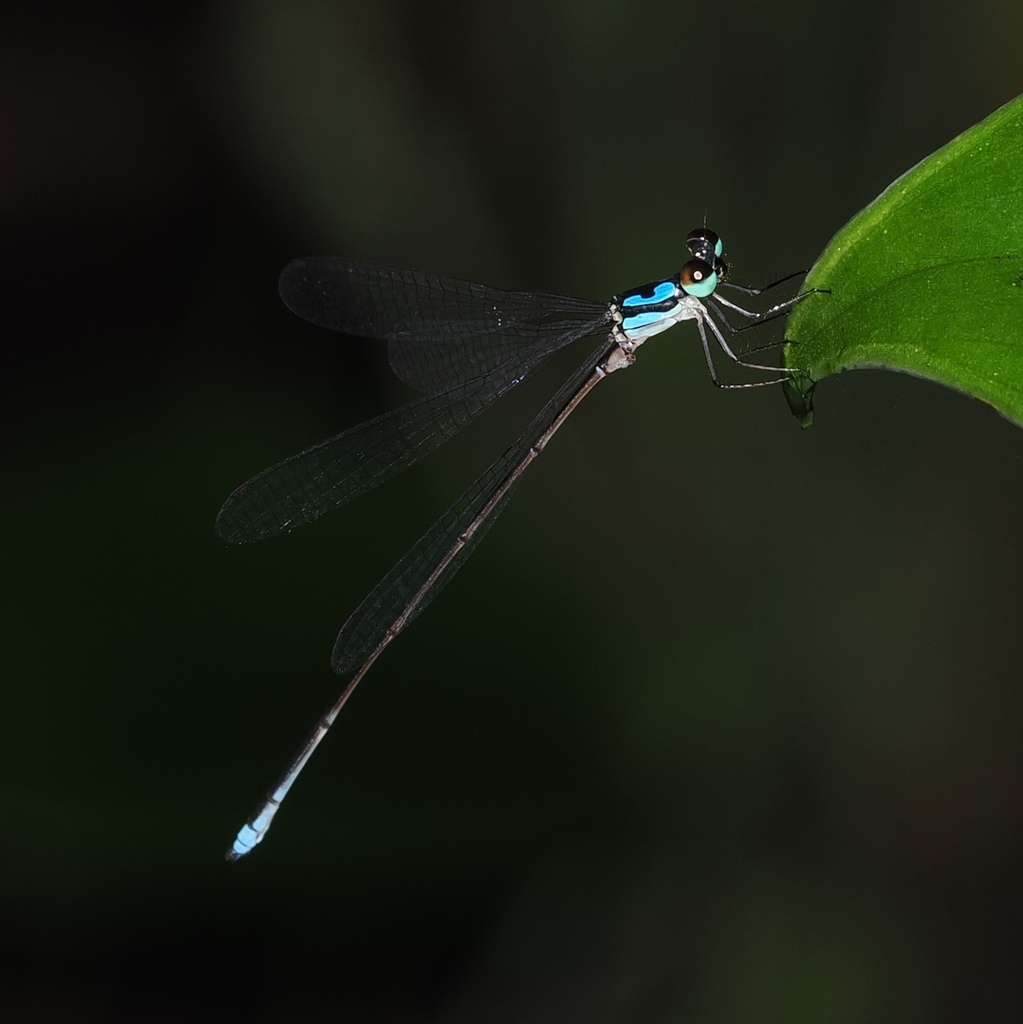 Coeliccia matok