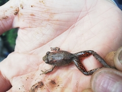 Pristimantis actites