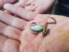 Pristimantis actites