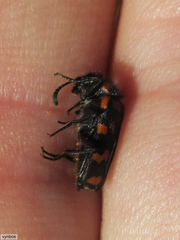 Mimesthes maculicollis