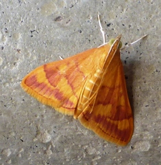 Pyrausta onythesalis