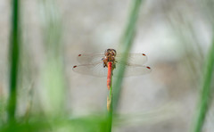Sympetrum sanguineum