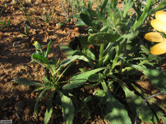 Mimesthes maculicollis