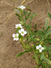 Cakile maritima