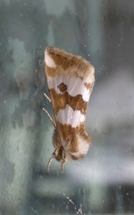 Schinia alencis