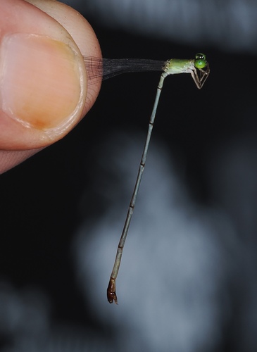 Teinobasis cryptica