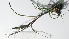 Tillandsia bulbosa