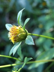 Bidens discoidea