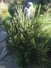 Cliffortia polygonifolia polygonifolia