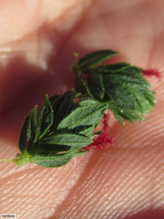 Cliffortia polygonifolia polygonifolia